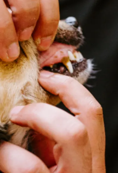 Doctor examine dogs teeth at Overland Veterinary Clinic
